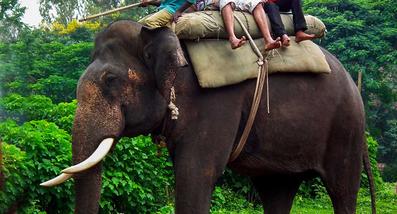 Dubare Elephant camp Dubare Elephant camp