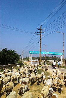 sriaboutsheeps